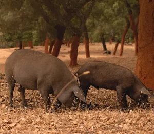 cría del cerdo ibérico, que come el cerdo ibérico en la Dehesa