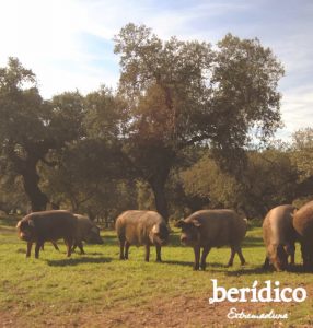 cerdos ibéricos comiendo bellotas