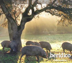 cerdo ibérico comiendo bellotas, que come el cerdo ibérico, que comen los cerdos ibéricos, alimentación cerdo ibérico, cerdo ibérico alimentación