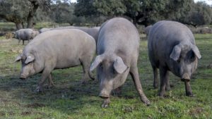 diferencia entre cerdo ibérico y duroc, diferencia cerdo ibérico y blanco, diferencia entre cerdo iberico y cerdo blanco, diferencia entre carne de cerdo iberico y cerdo blanco (Importante: destacar calidad e infiltración de grasa), diferencia entre cerdo ibérico y cerdo común