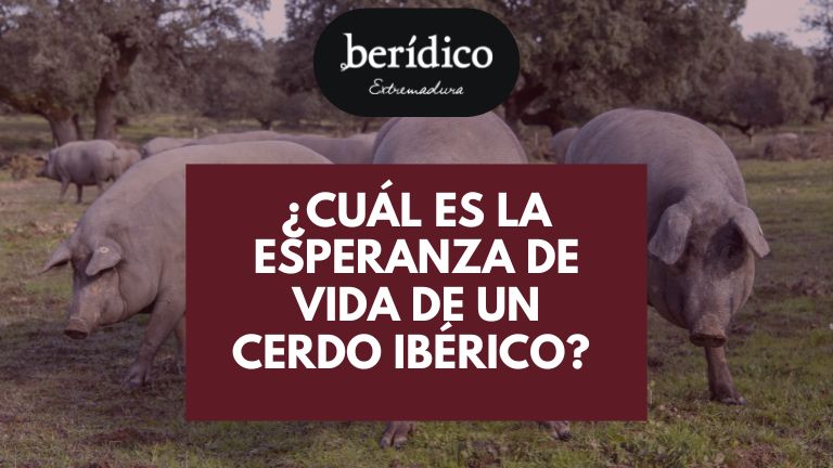 cuanto vive un cerdo