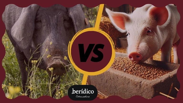 POST AGOSTO 2 diferencia entre jamón ibérico y serrano, jamón serrano vs ibérico, diferencia entre jamón ibérico y serrano, jamón ibérico vs serrano, diferencia jamón serrano e ibérico, diferencia entre jamón serrano y ibérico, diferencia entre jamón serrano y jamón ibérico, diferencias entre jamón serrano e ibérico, diferencia entre jamón serrano y jamón ibérico, jamón serrano vs jamón ibérico, cual es la diferencia entre jamón serrano e ibérico, cual es mejor jamón serrano o ibérico, diferencia de jamón ibérico y serrano, jamón ibérico de bellota vs serrano, jamón ibérico o serrano diferencia, jamón ibérico y jamón serrano diferencia, jamón ibérico y serrano diferencias, jamón serrano ibérico de bellota, jamón serrano ibérico de bellota precio, jamón serrano ibérico pata negra, jamón serrano y jamón ibérico diferencia, que diferencia hay entre jamón serrano y jamón ibérico, que es mejor jamón serrano o ibérico, diferencia de jamón ibérico del jamón serrano