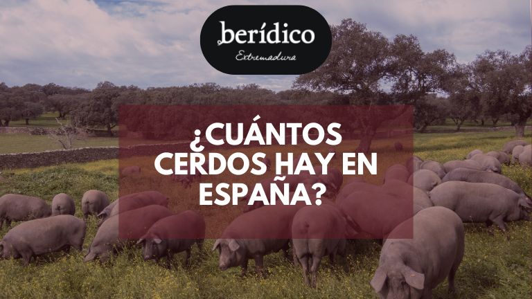 cuantos cerdos hay en España, cuantas granjas de cerdos hay en España, donde hay mas cerdos en España, donde hay mas granjas de cerdos en España, razas de cerdos España, numero de cerdos en España