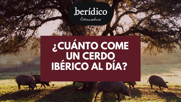 cuanto come un cerdo ibérico al día, cuantos kilos de bellotas come un cerdo iberico al dia, qué cantidad de kg come un cerdo iberico al día, cuando debe comer una cerda ibérica al día